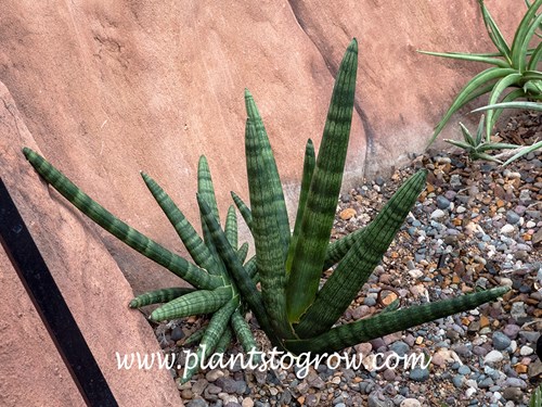 Sansevieria Boncel
Is a much smaller plant than it's parents S. cylindrica.